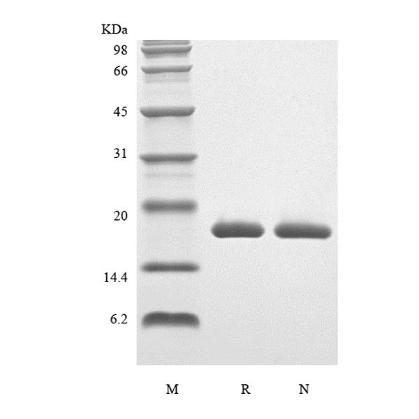 IL-1 beta, rat recombinant