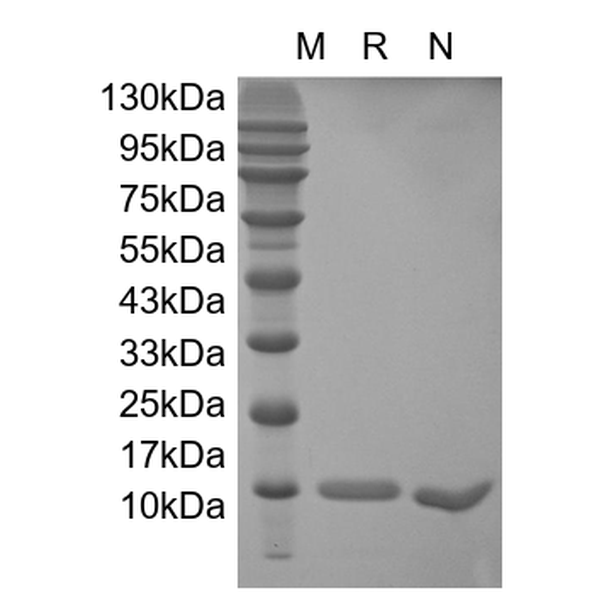 IL-2, human recombinant
