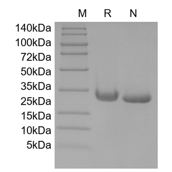IL-6, rat recombinant