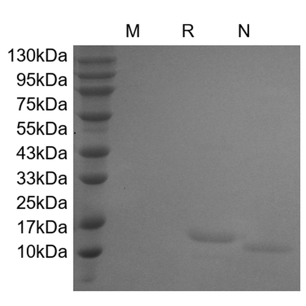 IL-7, human recombinant