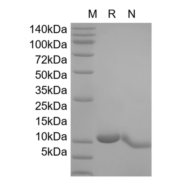 IL-7, murine recombinant