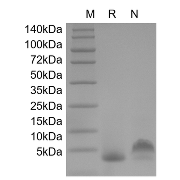 IL-8 (77 a.a.), human recombinant