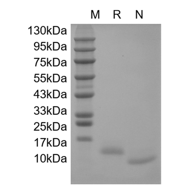 IL-15, human recombinant protein