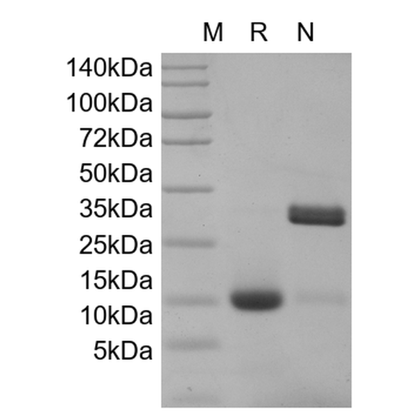 IL-17A, human recombinant protein