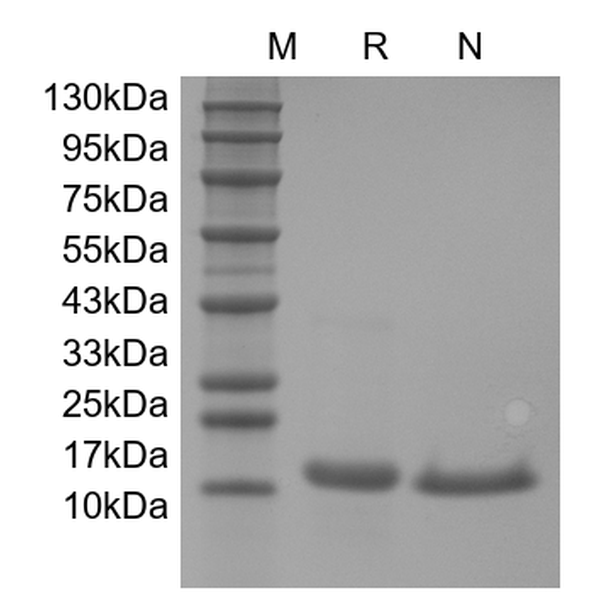 IL-21, human recombinant protein