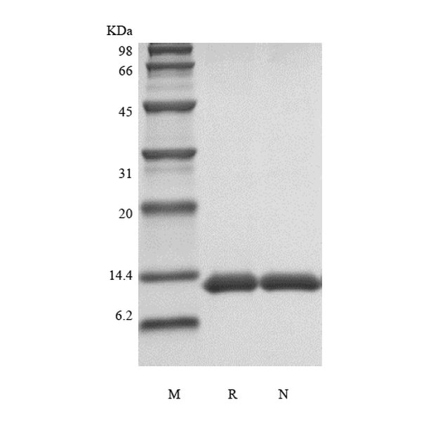 Apo-SAA, human recombinant protein