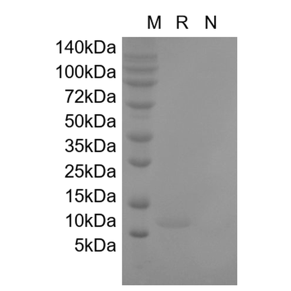 SCF, human recombinant protein