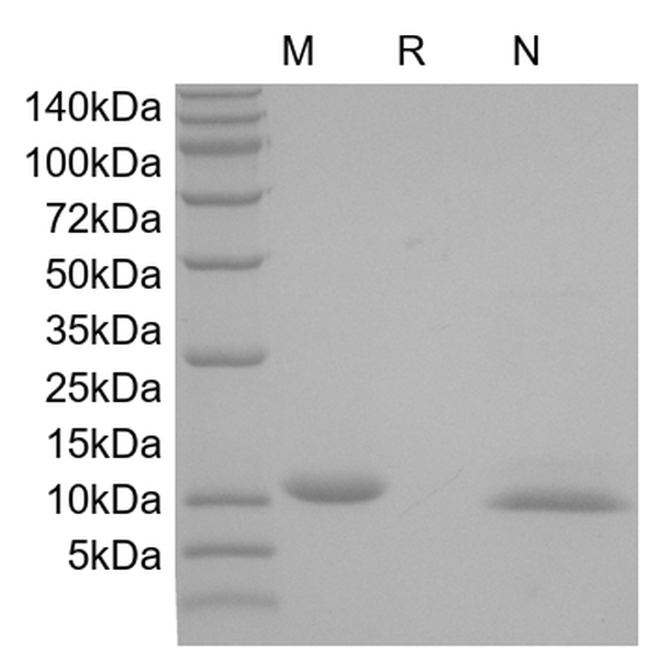 SCF, murine recombinant protein
