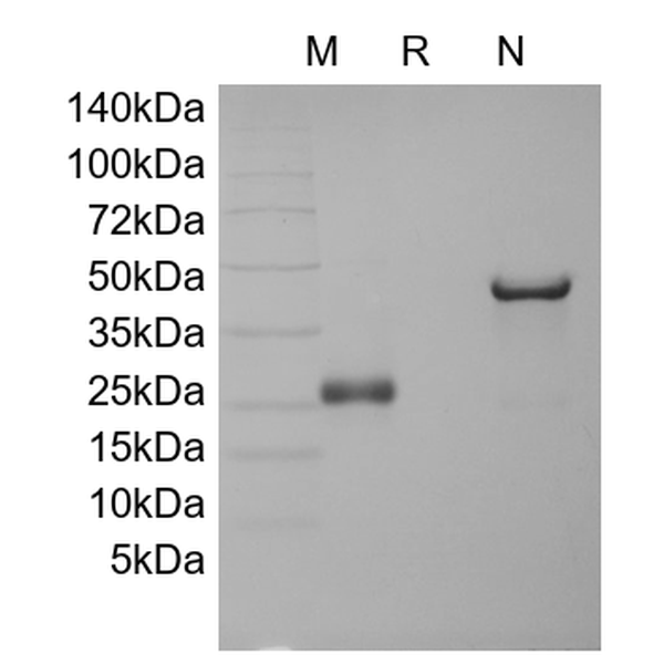 M-CSF, human recombinant protein