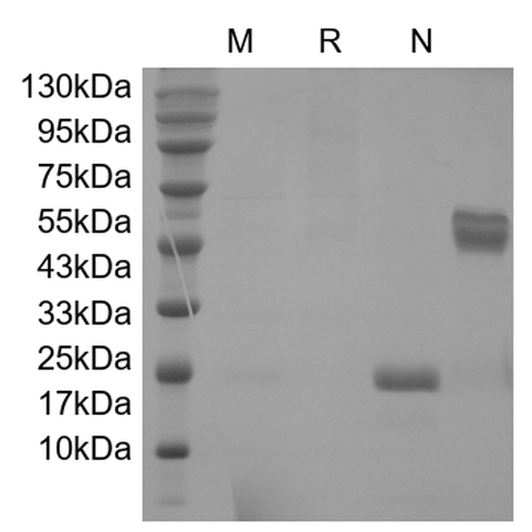 VEGF165, human recombinant protein