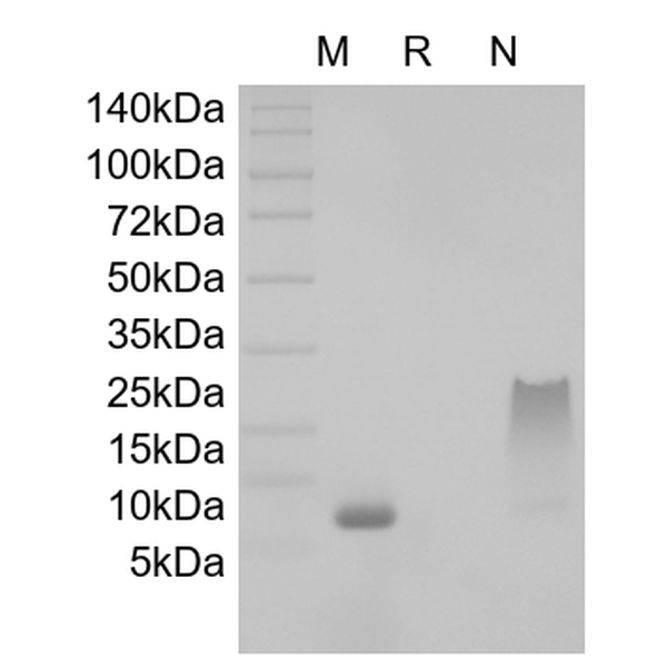 (CXCL12), human recombinant protein