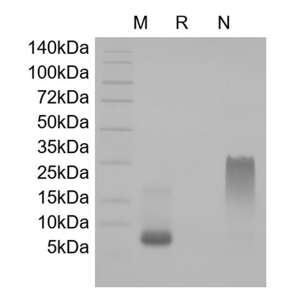 SDF-1beta (CXCL12), human recombinant