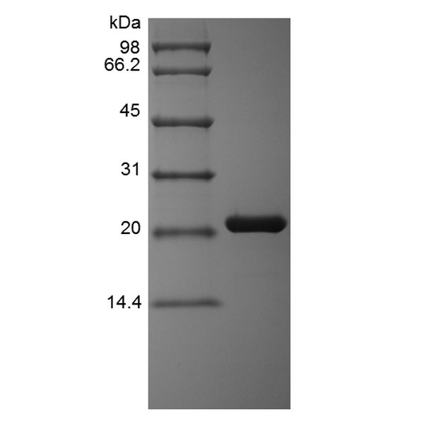 Oncostatin M, human recombinant protein