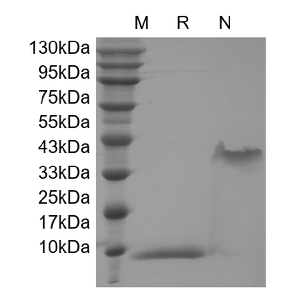 PDGF-BB, human recombinant protein