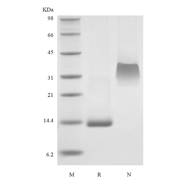 PDGF-BB, murine recombinant protein
