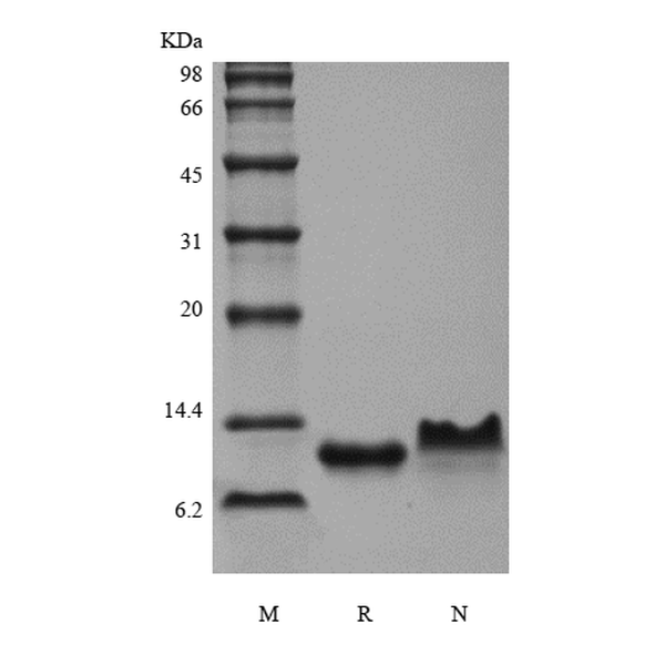 MIP-3beta, murine recombinant protein