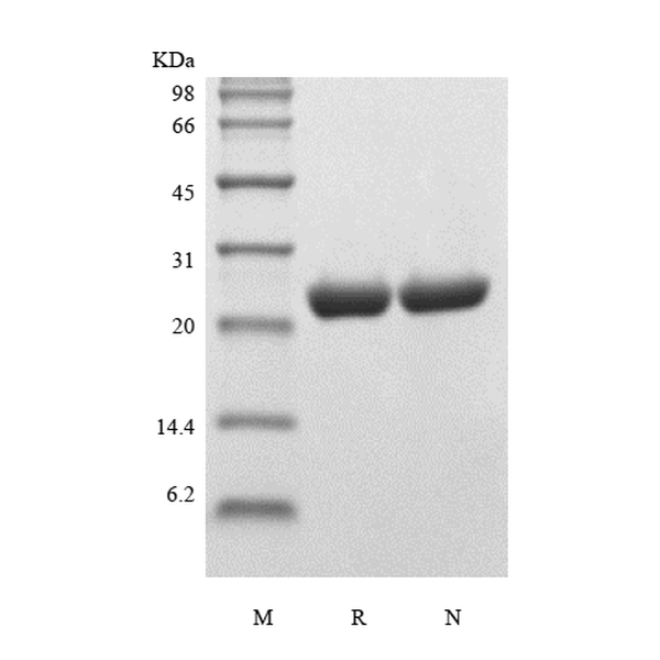 ApoA-1, human recombinant protein