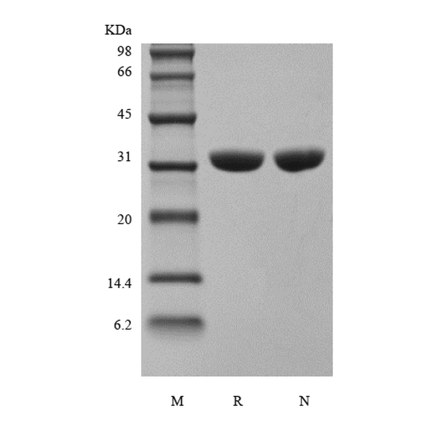 Protein A (lyophilized powder)