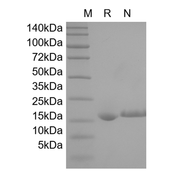 Recombinant Human IL-1 alpha