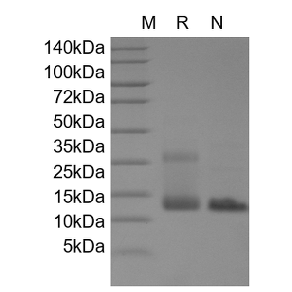Recombinant Human IL-4