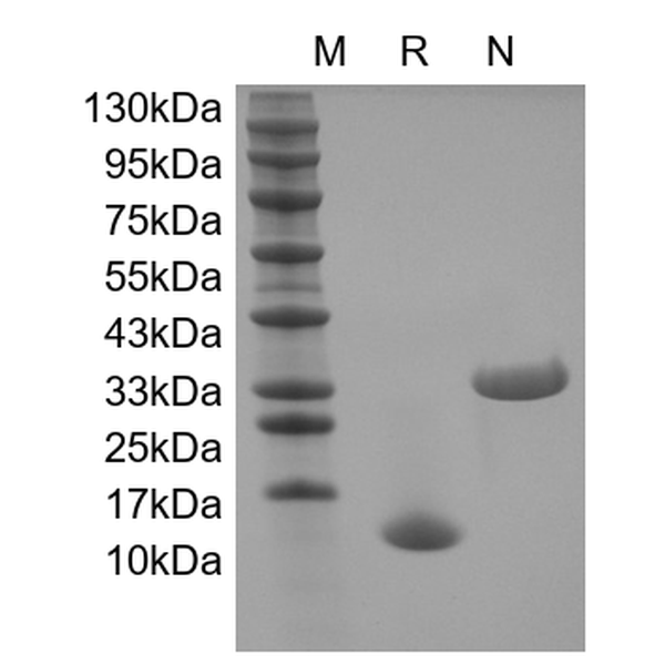 Recombinant Human IL-5