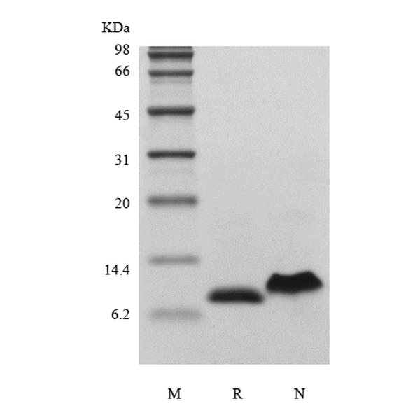 Recombinant Human Interleukin-8, 72a.a./CXCL8