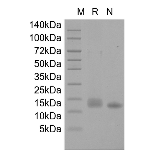 Recombinant Human IL-9
