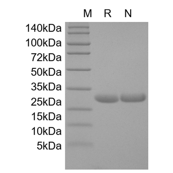 Recombinant Human IL-11