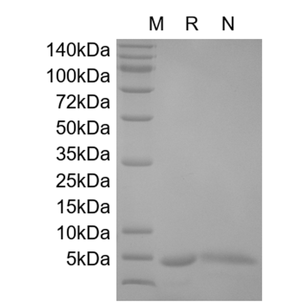 Recombinant Human IL-13