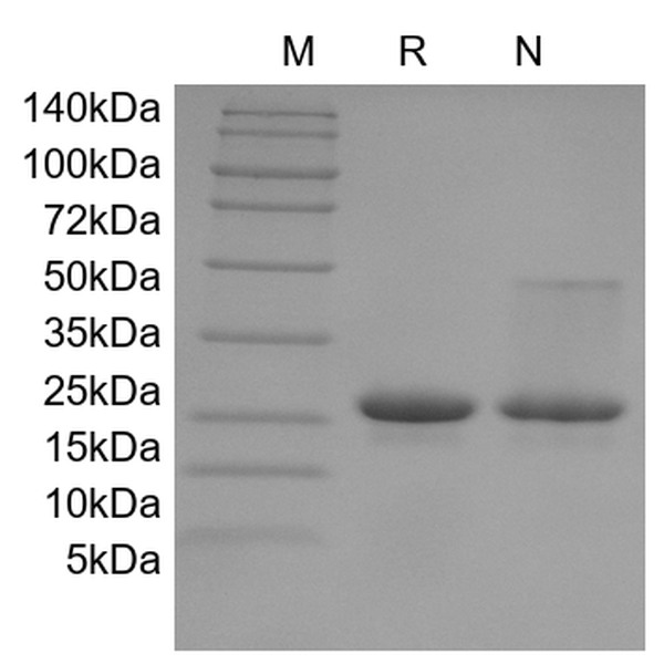 Recombinant Human IL-16, 121 a.a.