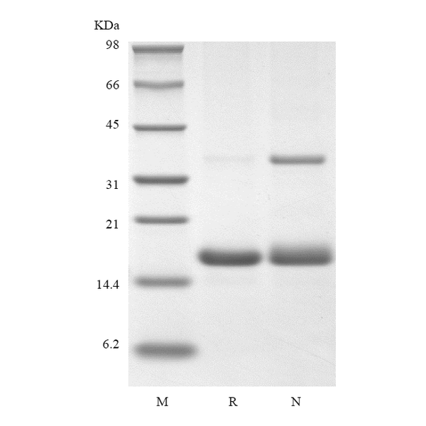 Recombinant Human IL-16, 130 a.a.