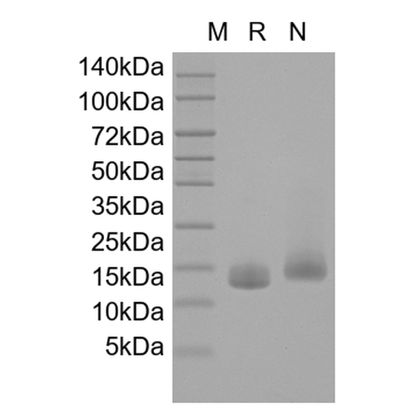 Recombinant Human IL-19