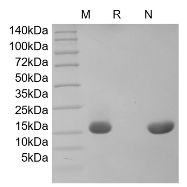 Recombinant Human IL-20