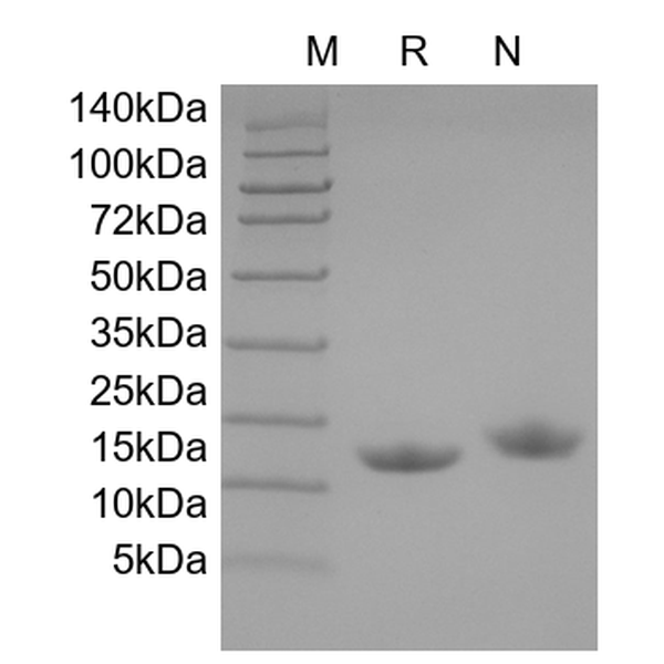 Recombinant Human IL-22