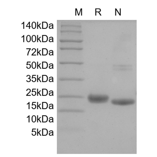 Recombinant Human IL-31