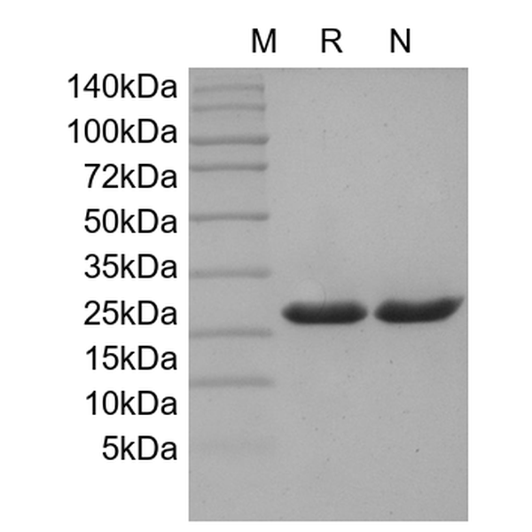 Recombinant Human IL-33