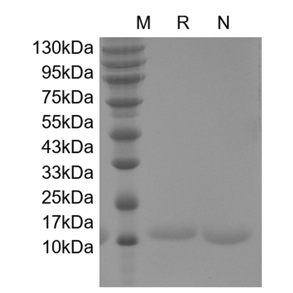 Recombinant Human G-CSF