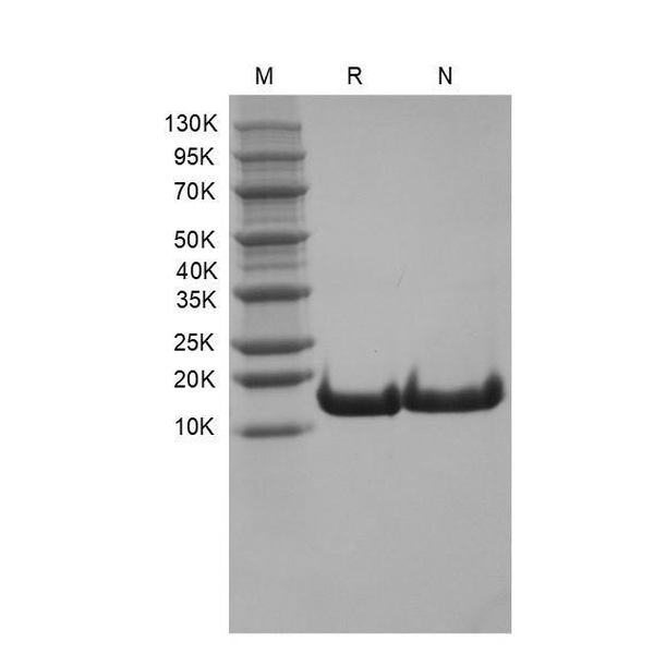 Recombinant Human bFGF/FGF-2