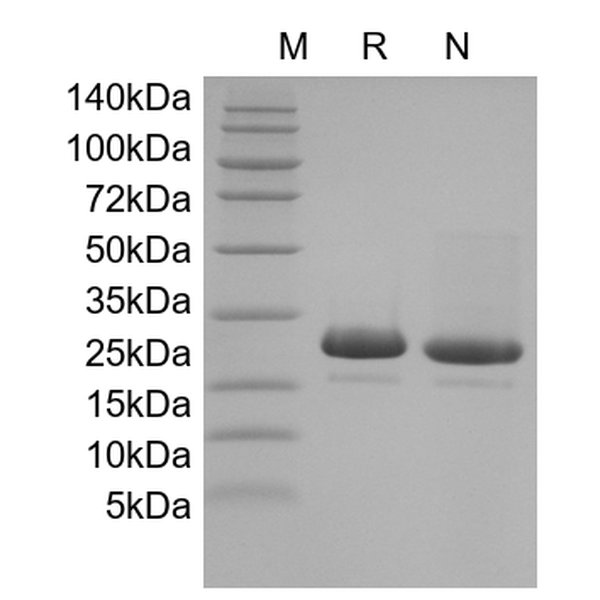 Recombinant Human FGF-4