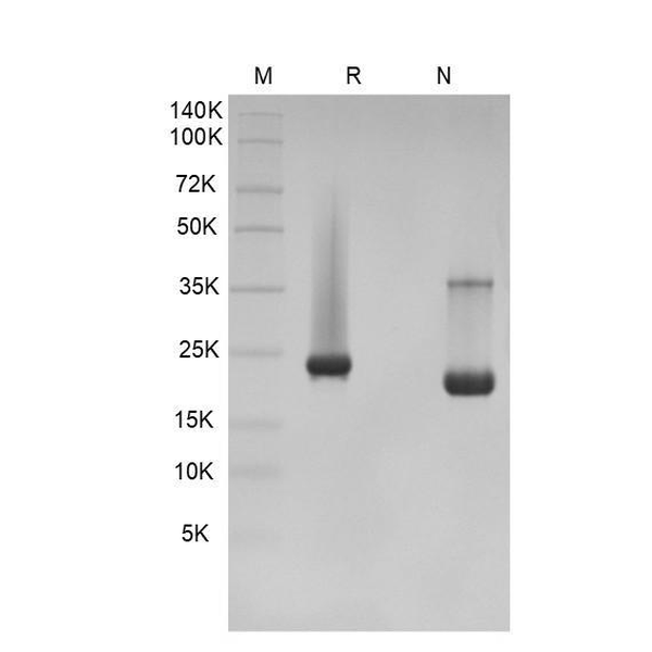 Recombinant Human KGF-1/FGF-7