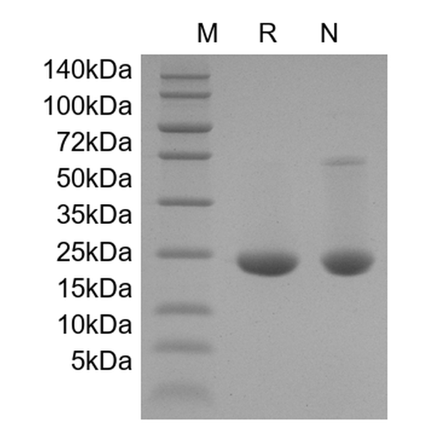 Recombinant Human FGF-9