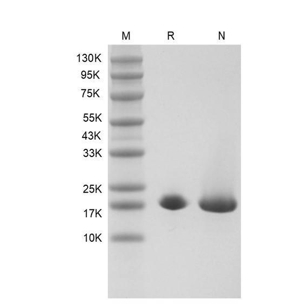Recombinant Human KGF-2/FGF-10