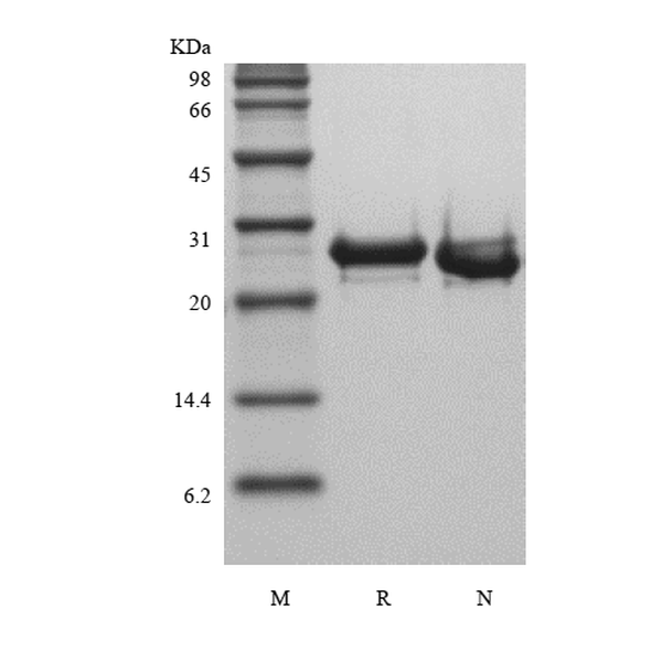 Recombinant Human FGF-23