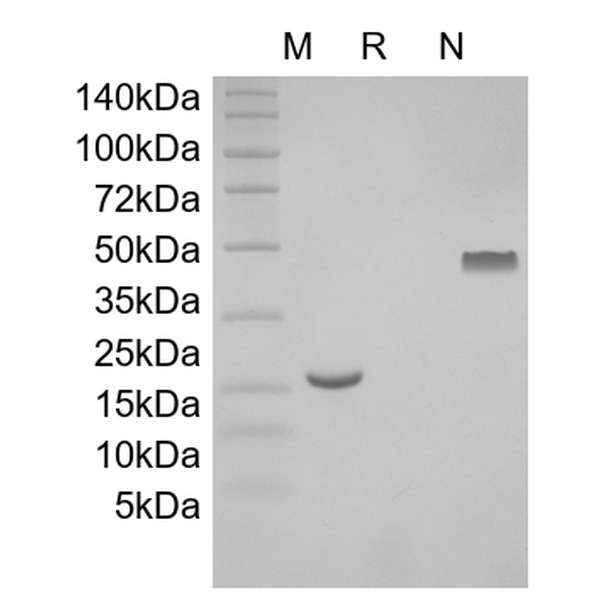 Recombinant Human PDGF-AA
