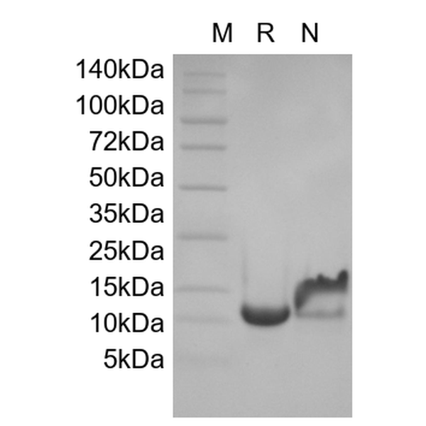 Recombinant Human HB-EGF