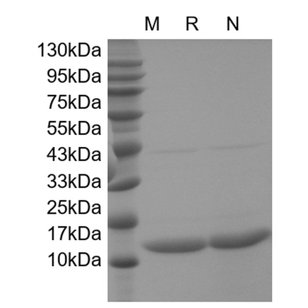 Recombinant Human IFN-gamma