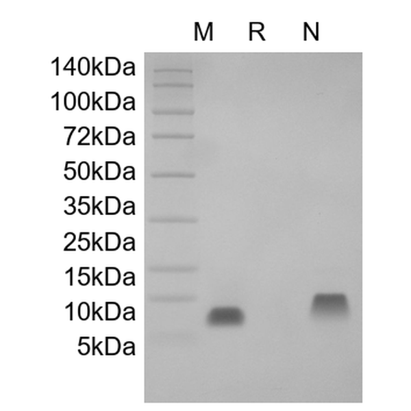 Recombinant Human NRG1-beta2