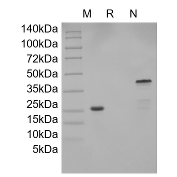Recombinant Human GDNF