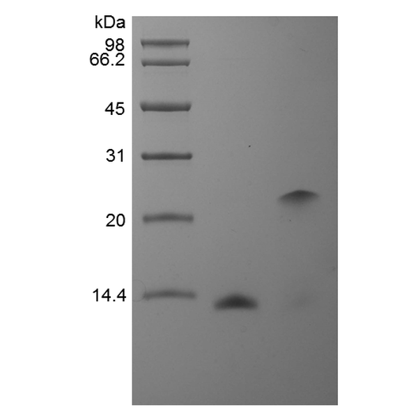Recombinant Human BMP-2