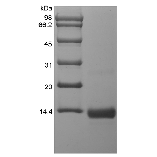 Recombinant Human BMP-4